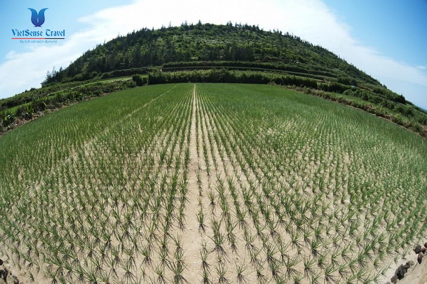 Những cánh đồng tỏi bát ngát trên đảo Lý Sơn