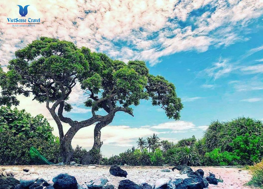 Cây Phong Ba Đảo Lý Sơn Cây Phong Ba Đảo Lý Sơn