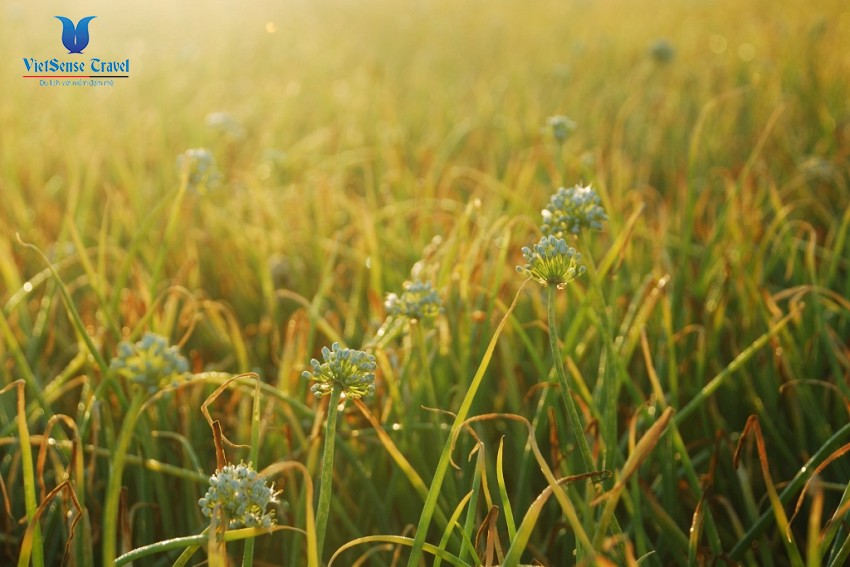 Những cánh đồng tỏi bát ngát trên đảo Lý Sơn