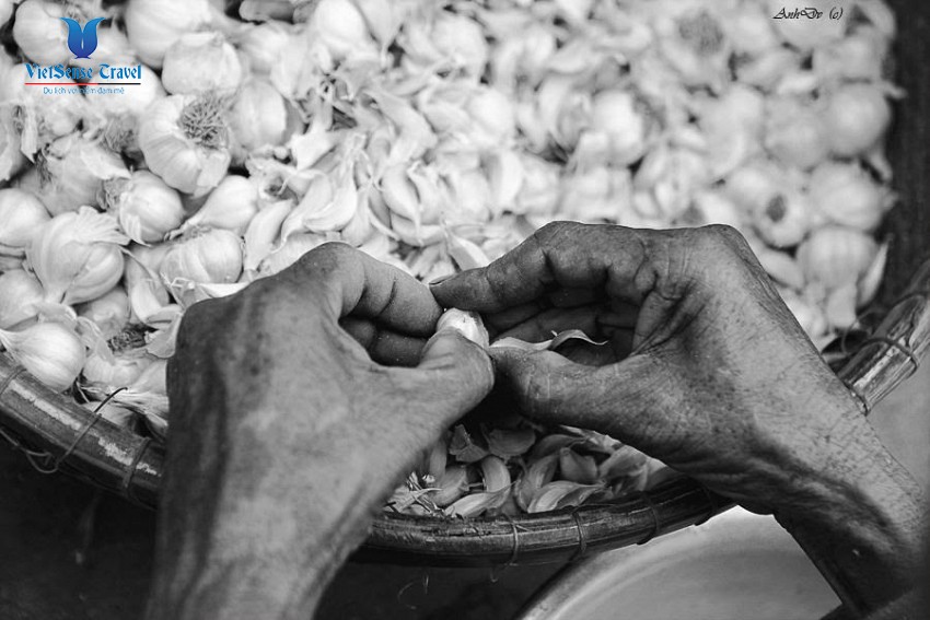 Những cánh đồng tỏi bát ngát trên đảo Lý Sơn