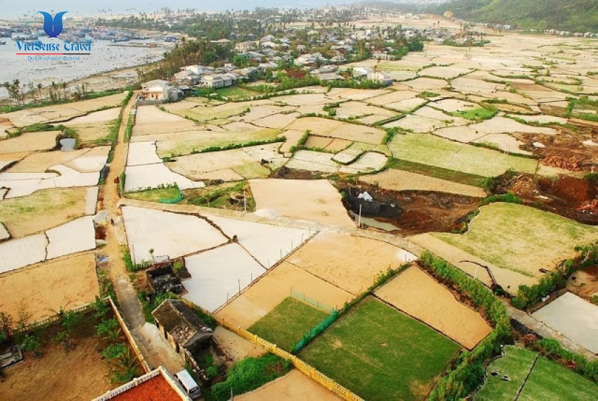 Những cánh đồng tỏi bát ngát trên đảo Lý Sơn