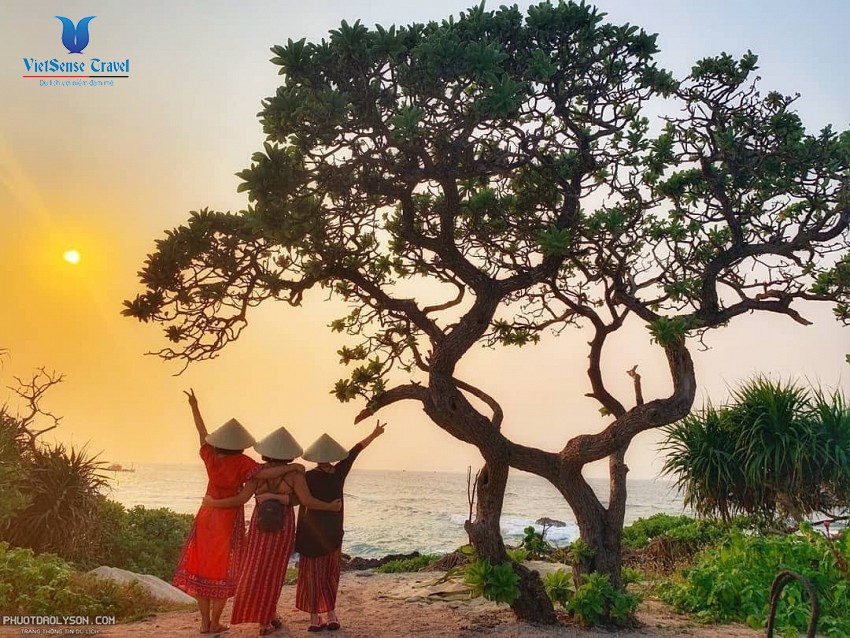 Cây Phong Ba Đảo Lý Sơn Cây Phong Ba Đảo Lý Sơn