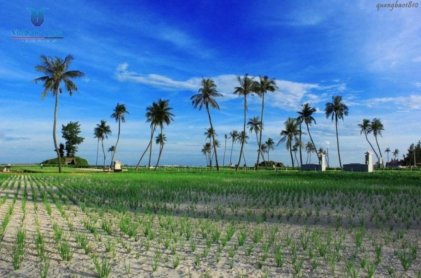 Những cánh đồng tỏi bát ngát trên đảo Lý Sơn