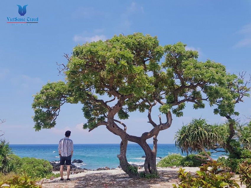 Cây Phong Ba Đảo Lý Sơn Cây Phong Ba Đảo Lý Sơn