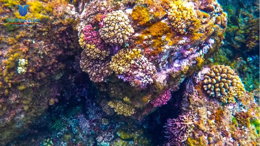 Lặn ngắm san hô bằng thuyền thúng ở đảo Bé