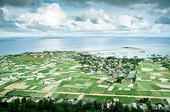 Những cánh đồng tỏi bát ngát trên đảo Lý Sơn